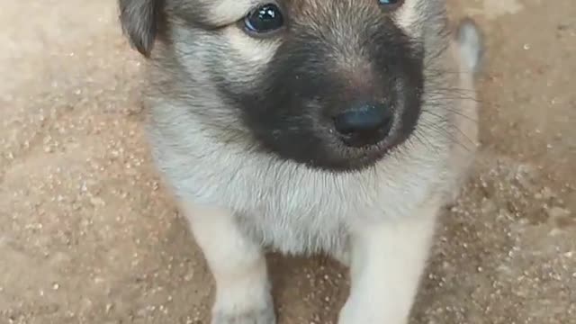 Owner cheering cute dog