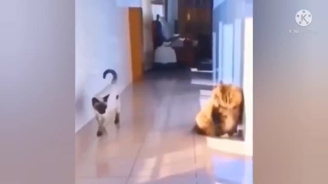 #Cat funny moments video,!#😅