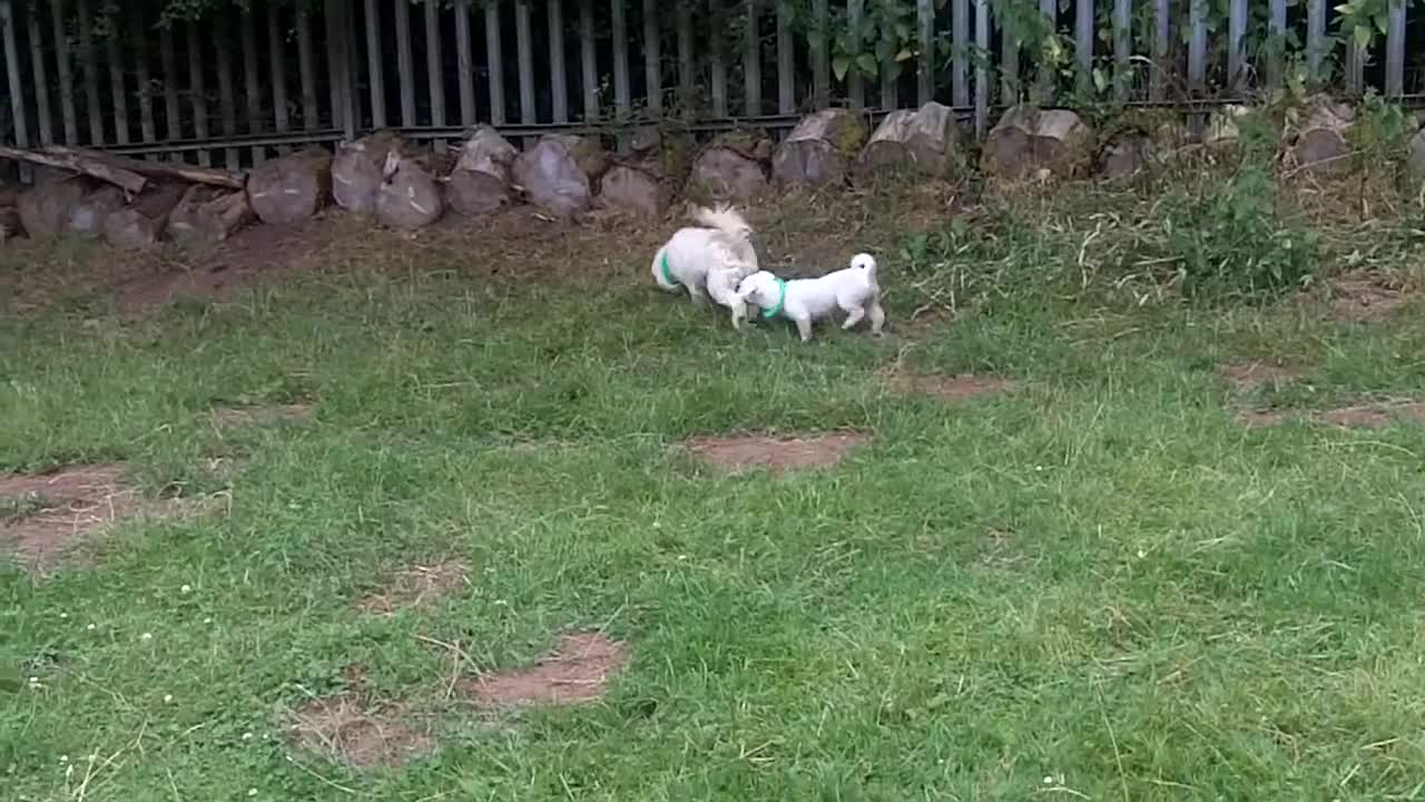 Bichon peppa , cavapoo bella & cavalier king Charles Louis