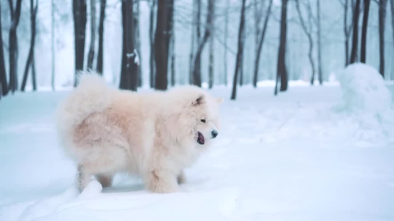 Que Hermosura 🥰 Una Belleza De Animal 😍