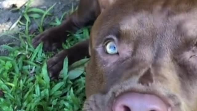 Pit Bull dog reactions. How is