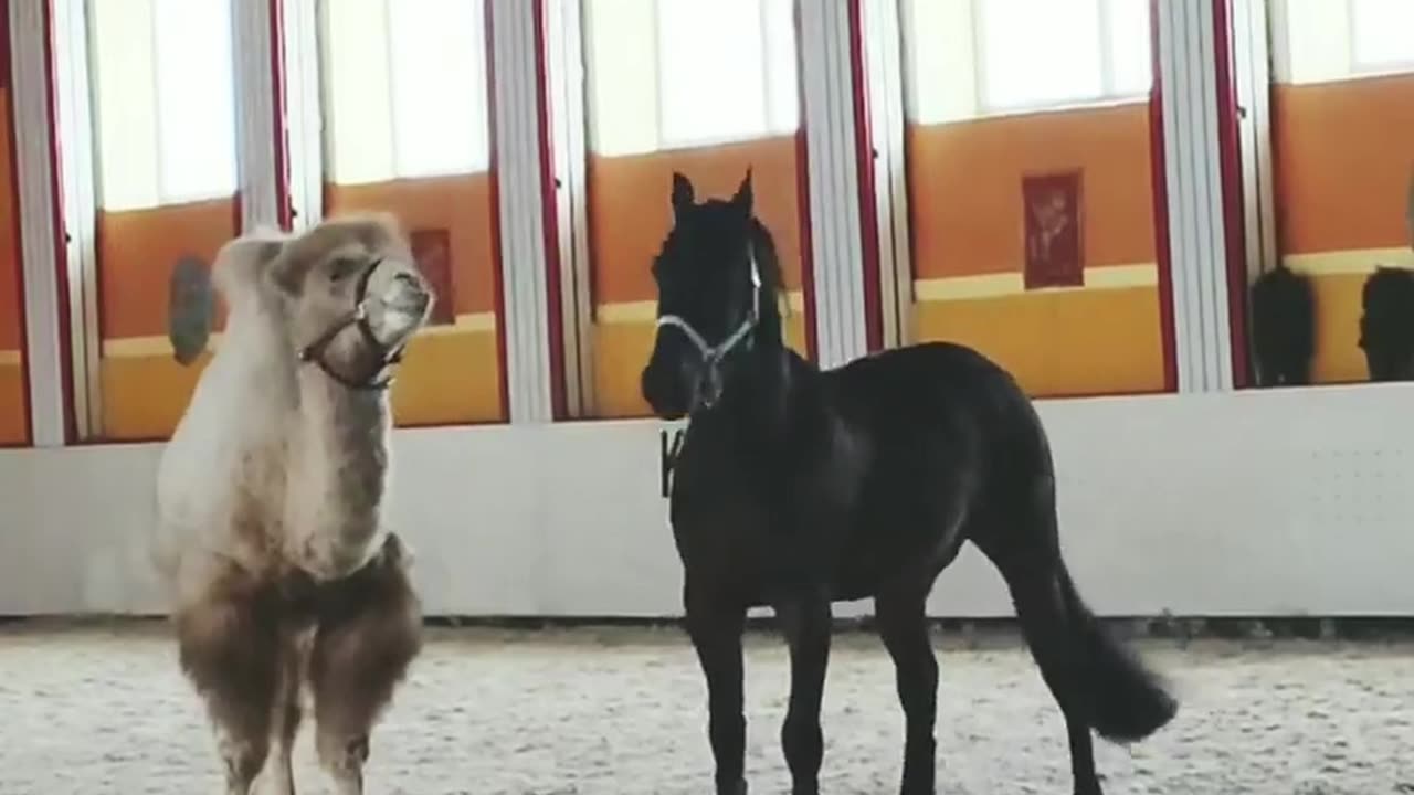 Playful Camel Sounds Like a Barking Dog