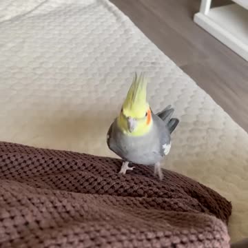 Cocktail bird walking on the bed