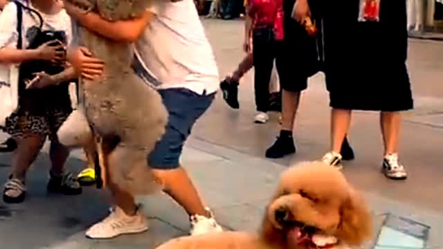 Funny and beautiful Dogs🔥