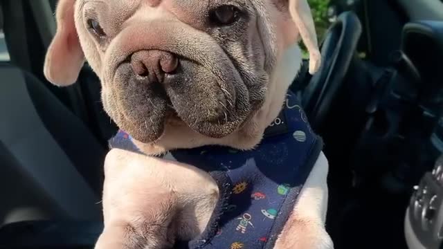 harry fucks in my car !!!