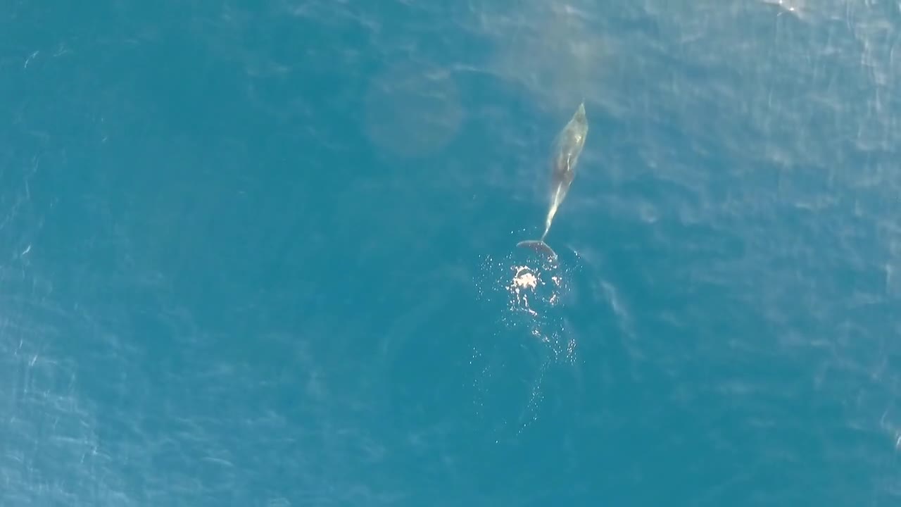 Aerial view of dolphin swimming at Adriatic sea, Croatia