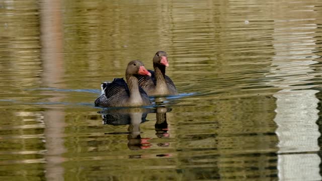 Beautiful two birds