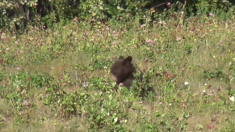 Cute baby bear black bear