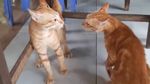 The biggest fight of cat 😺