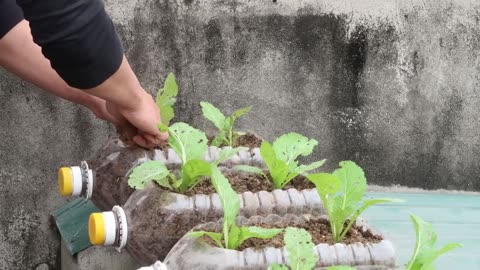 Creating Your Medicinal Garden Kit: A Healing Oasis at Home