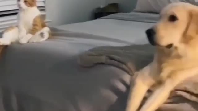 Cats and dog funny meme