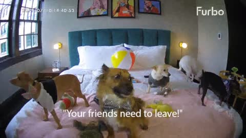 Tuna's Hotel Adventure (Cheweenie Dog) # Furbo Dog Camera