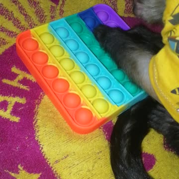 Новая игрушка