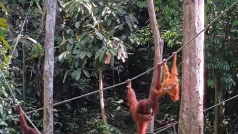 Master of rope climbing Orangutan