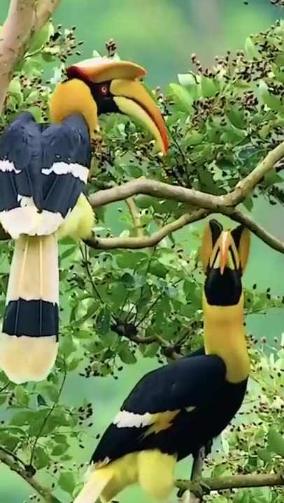 Does anyone know this bird???