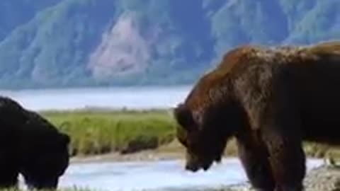 Animal: Two grizzlies fight and it is intense
