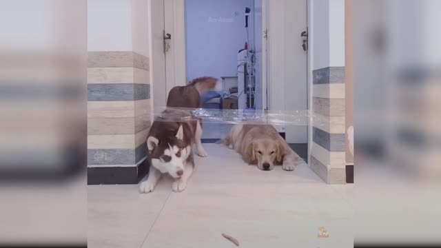 Baby Dogs - Cute and Funny Dog Videos || Cute Zone