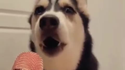 Husky Pranked By Wolf Mask!