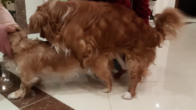 dog mating