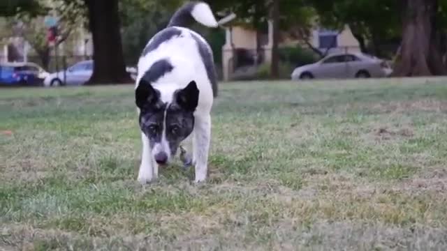 A erha walking on the lawn