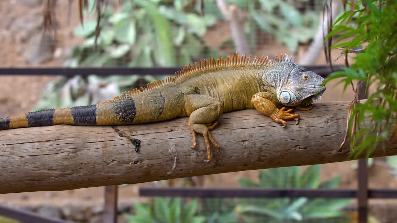 big iguana in zoo at Tenerife