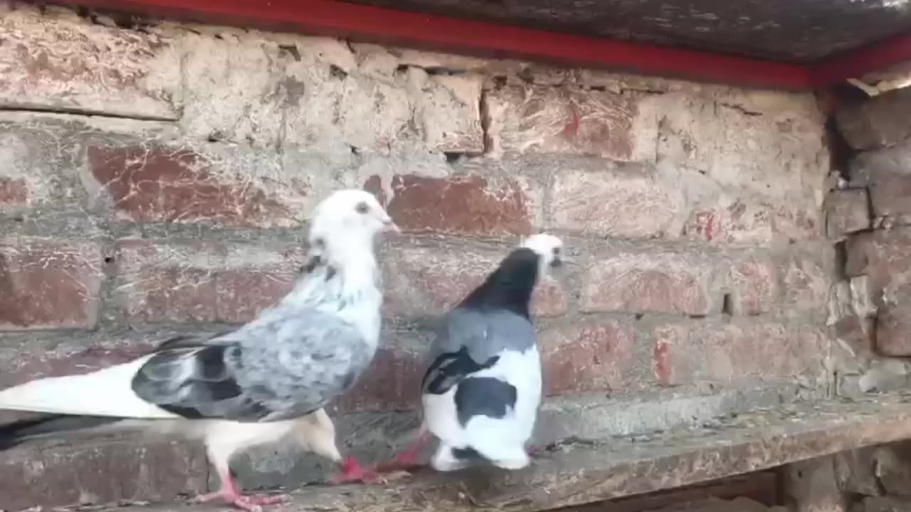 Beautiful pigeon breeder pair best flying dabaz