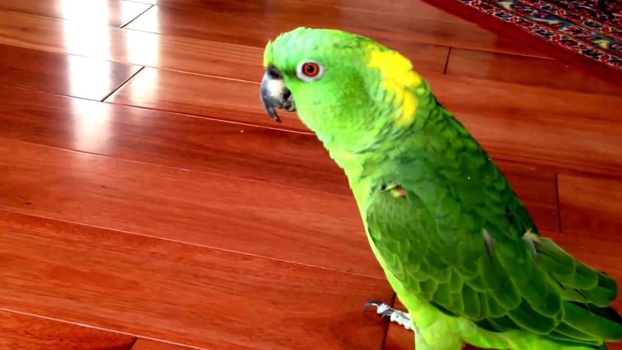 Parrot laughing the joker laugh