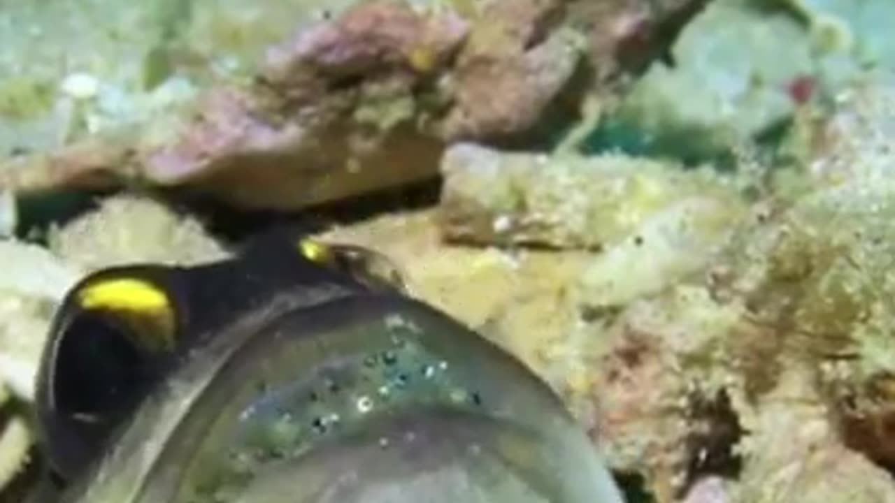 Most Beautiful Exotic Fishes of the Sea #shorts #viral #shortsvideo #video