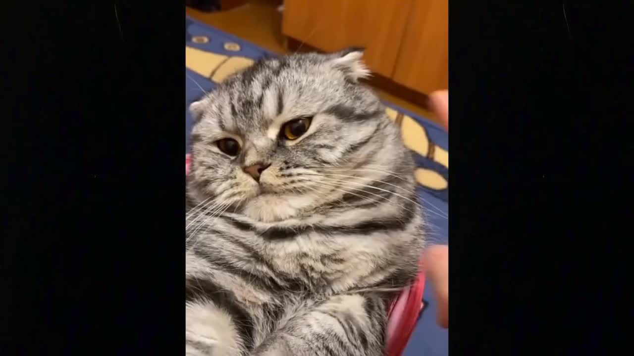 Funny video adorable cat