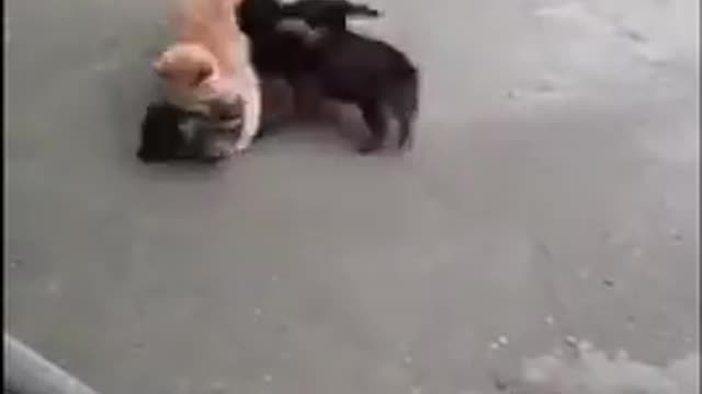 Cat and puppies at play funny - funny cats and puppies playing together ★ baby animals funny