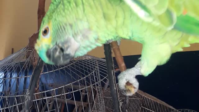Brazilian parrot. say hi, how are you? I'm fine and you?