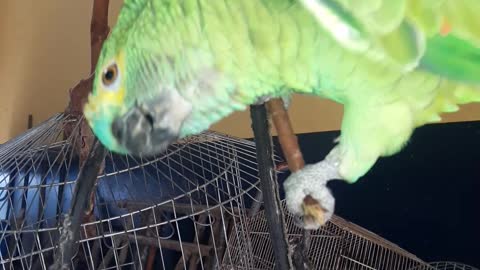 Brazilian parrot. say hi, how are you? I'm fine and you?