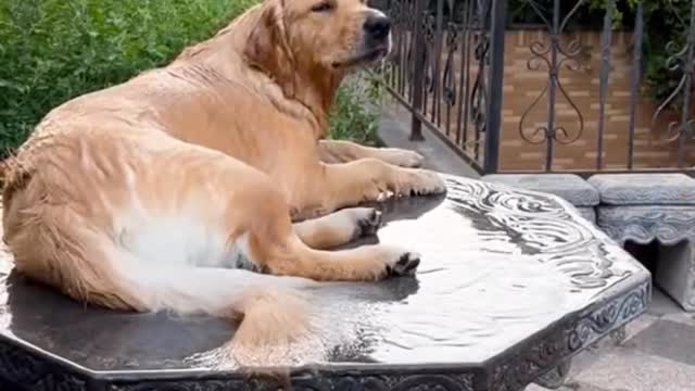 Bathing in the garden