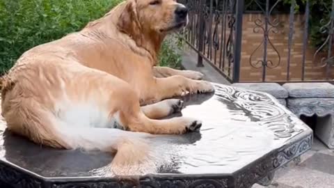 Bathing in the garden