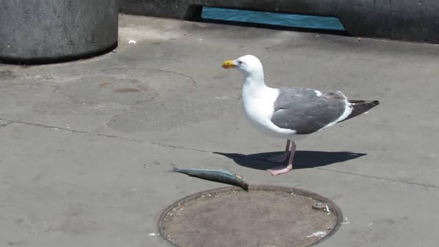 Seagull swallows a fish epic