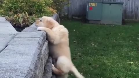 Try not to Laugh...!🔥🔥😂😂 |Dogs Funniest and Cutest Clips |