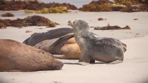 Cutest animals video, animals lovers,