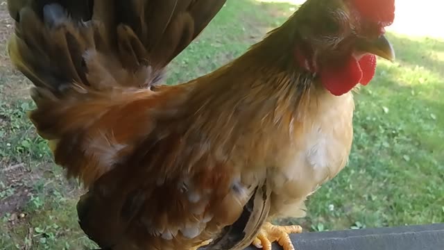 Beautiful Buff Colored Serama Bantam Rooster