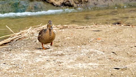 Duck,Duck video,animal,animal video