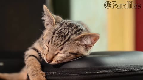 Cute Kittens Sleeping In Most Adorable Ways - Baby Cats - Cute and Funny Baby Cat Videos