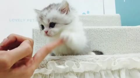 Cute cats best