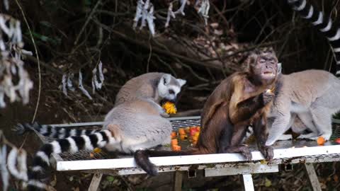 Primates Eating Togehter