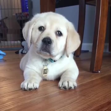 Say waa puppies care mothers