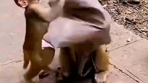 Monkey funny video's