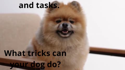 The Fun Side of Dogs: Fun Guaranteed