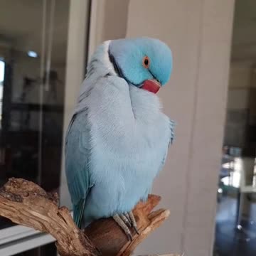 The blue parrot cleans its feathers with its beak in the early morning