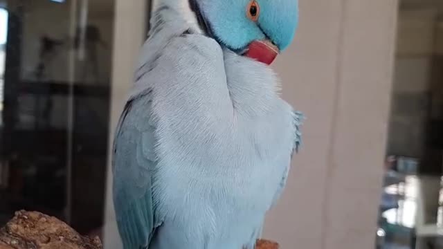 The blue parrot cleans its feathers with its beak in the early morning