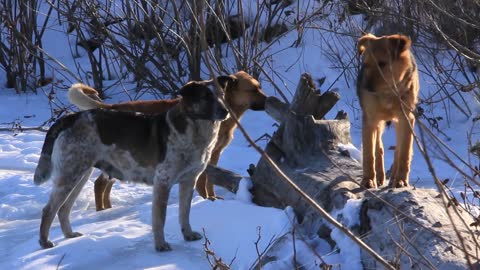 pack of dogs video stock footage