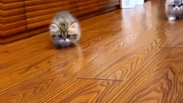 Absolutely adorable.mp4