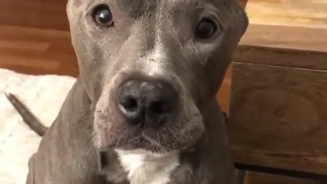 The dog stood on the floor